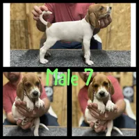 Redtick puppy , a male English Coonhound for sale in Talbott, TN – 1 of 1