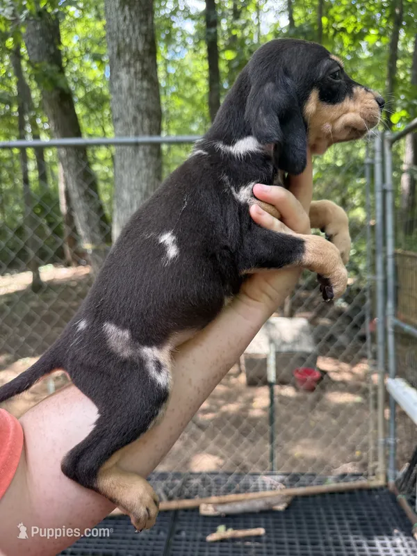 American leopard hound – American Leopard Hound, American Black and Tan Coonhound puppy for sale in Talbott, TN