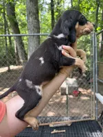American leopard hound, a female American Leopard Hound and American Black and Tan Coonhound for sale in Talbott, TN – 1 of 2