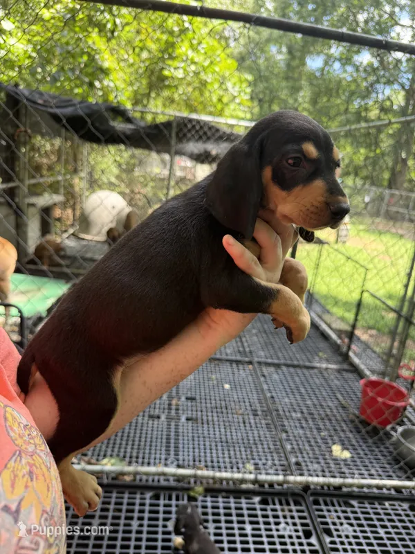 American leopard houd – American Leopard Hound, American Black and Tan Coonhound puppy for sale in Talbott, TN