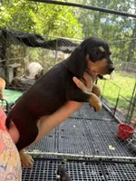 American leopard houd, a female American Leopard Hound and American Black and Tan Coonhound for sale in Talbott, TN – 1 of 4