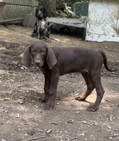 American leopard hound, a female American Leopard Hound for sale in Talbott, TN – 3 of 10