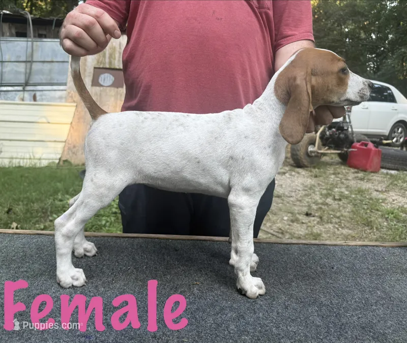 Redtick puppy  – English Coonhound puppy for sale in Talbott, TN