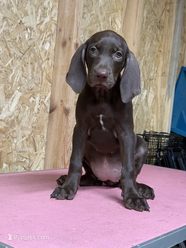 American leopard hound – American Leopard Hound puppy for sale in Talbott, TN