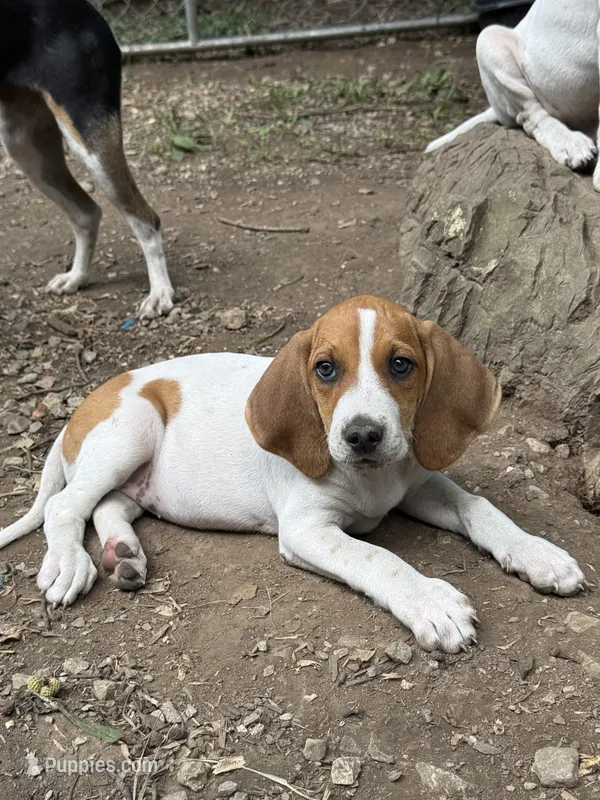 Redtick puppy – English Coonhound puppy for sale in Talbott, TN