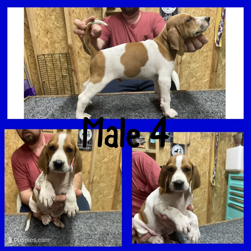 Redtick puppy – English Coonhound puppy for sale in Talbott, TN