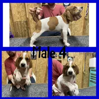 Redtick puppy, a male English Coonhound for sale in Talbott, TN – 1 of 1