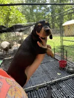 American leopard houd, a female American Leopard Hound and American Black and Tan Coonhound for sale in Talbott, TN – 4 of 4