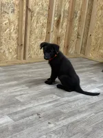German shepherd , a male German Shepherd Dog for sale in Talbott, TN – 10 of 10