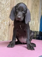 American leopard hound, a female American Leopard Hound for sale in Talbott, TN – 9 of 10