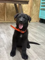 German shepherd , a male German Shepherd Dog for sale in Talbott, TN – 3 of 10