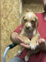 American leopard hound, a male American Leopard Hound for sale in Talbott, TN – 2 of 3