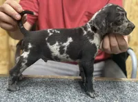 American leopard hound, a male American Leopard Hound for sale in Talbott, TN – 2 of 2