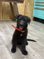 German shepherd , a male German Shepherd Dog for sale in Talbott, TN – 2 of 10