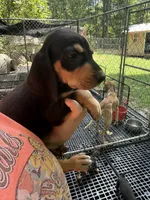 American leopard houd, a female American Leopard Hound and American Black and Tan Coonhound for sale in Talbott, TN – 2 of 4
