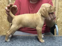 American leopard hound, a male American Leopard Hound for sale in Talbott, TN – 3 of 3