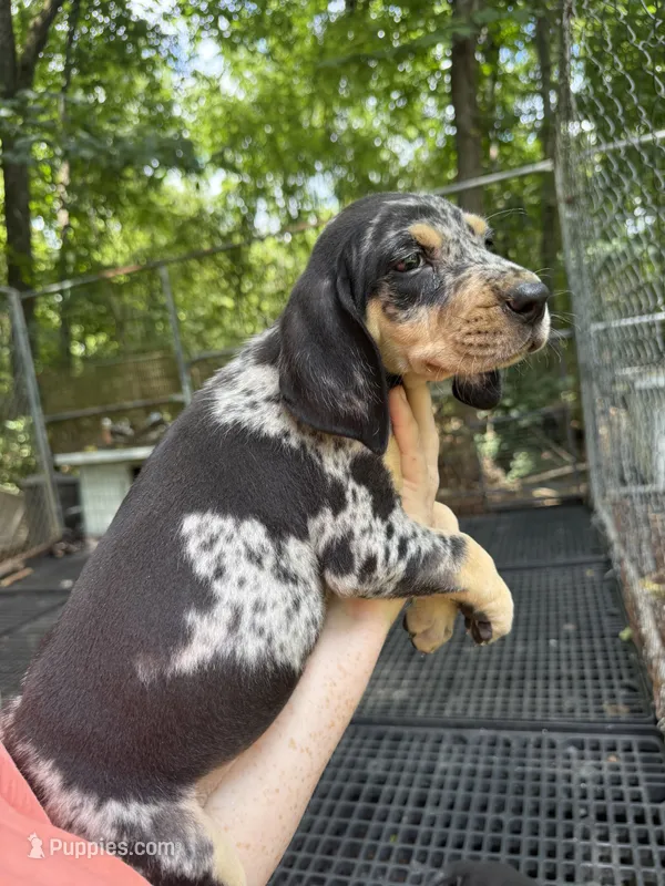 American leopard hound – American Leopard Hound, American Black and Tan Coonhound puppy for sale in Talbott, TN