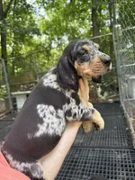 American leopard hound, a female American Leopard Hound and American Black and Tan Coonhound for sale in Talbott, TN – 1 of 2