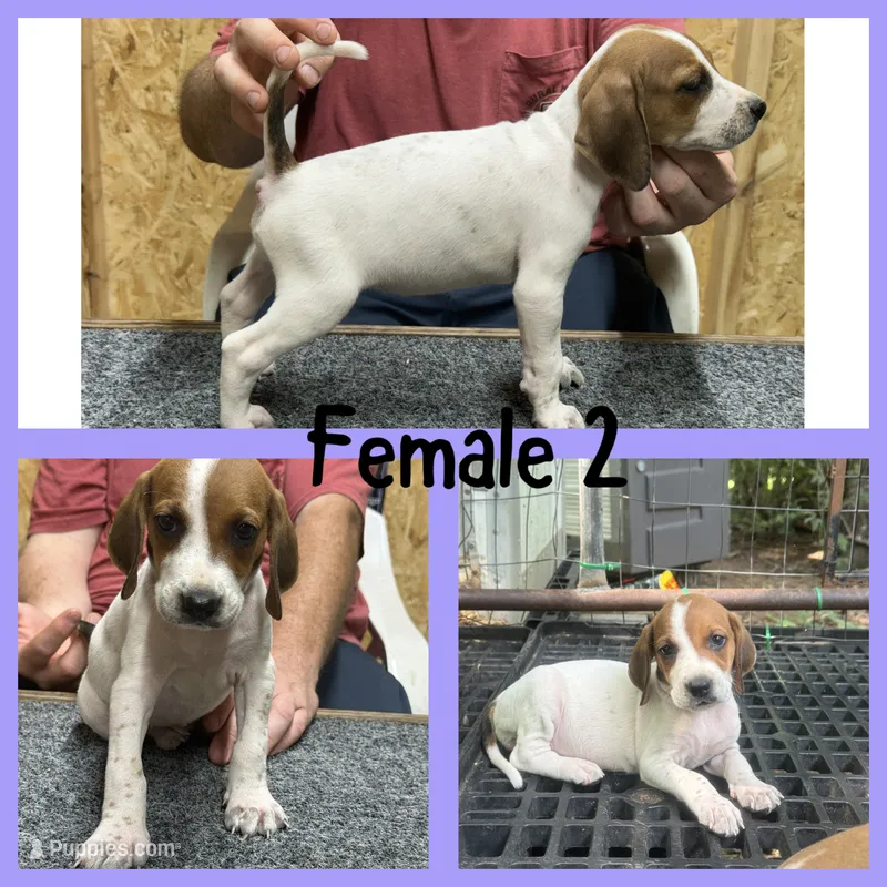 Redtick puppy  – English Coonhound puppy for sale in Talbott, TN