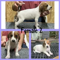 Redtick puppy , a female English Coonhound for sale in Talbott, TN – 1 of 1