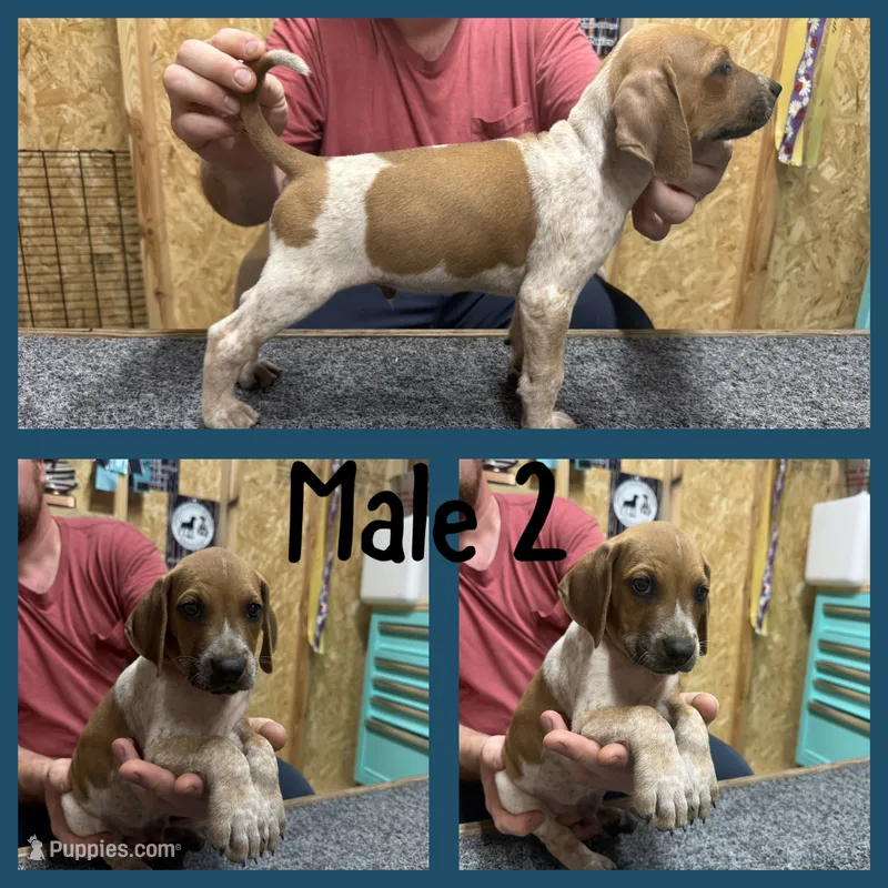 Redtick puppy  – English Coonhound puppy for sale in Talbott, TN