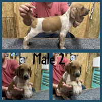 Redtick puppy , a male English Coonhound for sale in Talbott, TN – 1 of 1
