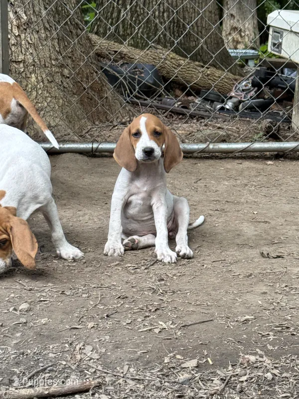 Redtick puppy  – English Coonhound puppy for sale in Talbott, TN