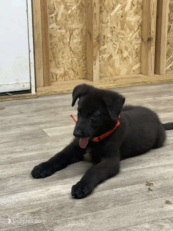 German shepherd  – German Shepherd Dog puppy for sale in Talbott, TN