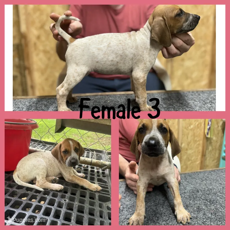 Redtick puppy  – English Coonhound puppy for sale in Talbott, TN