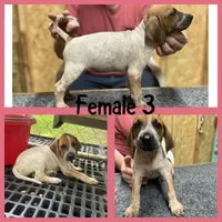 Redtick puppy , a female English Coonhound for sale in Talbott, TN – 1 of 1