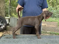 American leopard hound, a female American Leopard Hound for sale in Talbott, TN – 10 of 10