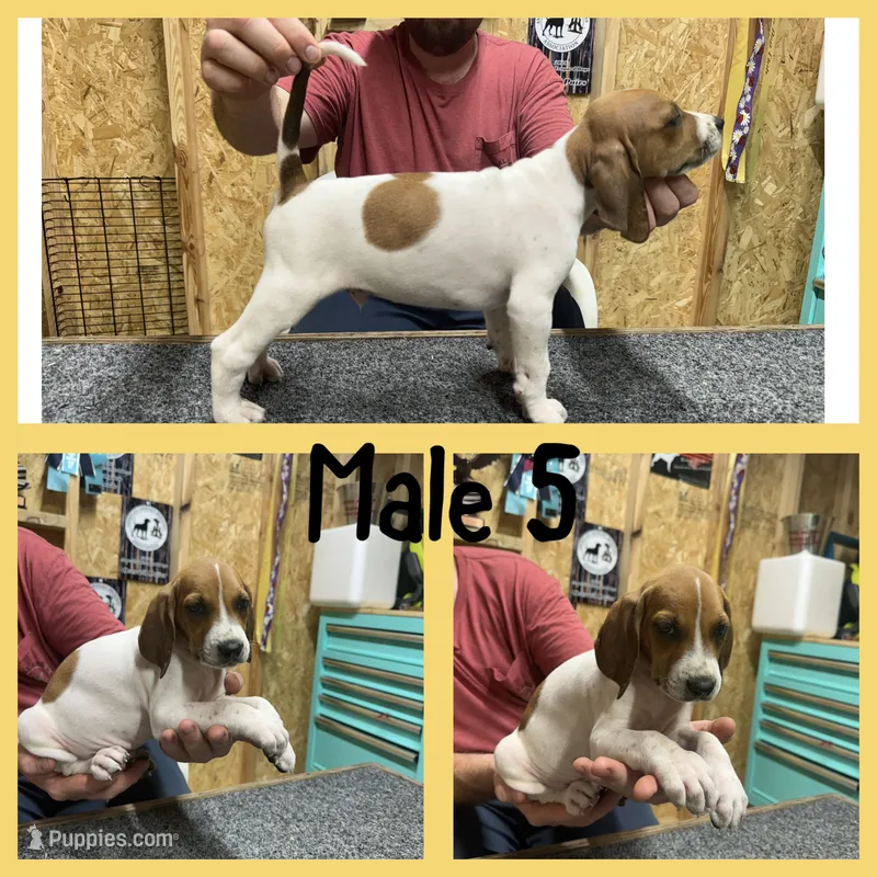 Redtick puppy – English Coonhound puppy for sale in Talbott, TN