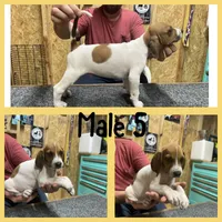 Redtick puppy, a male English Coonhound for sale in Talbott, TN – 1 of 1