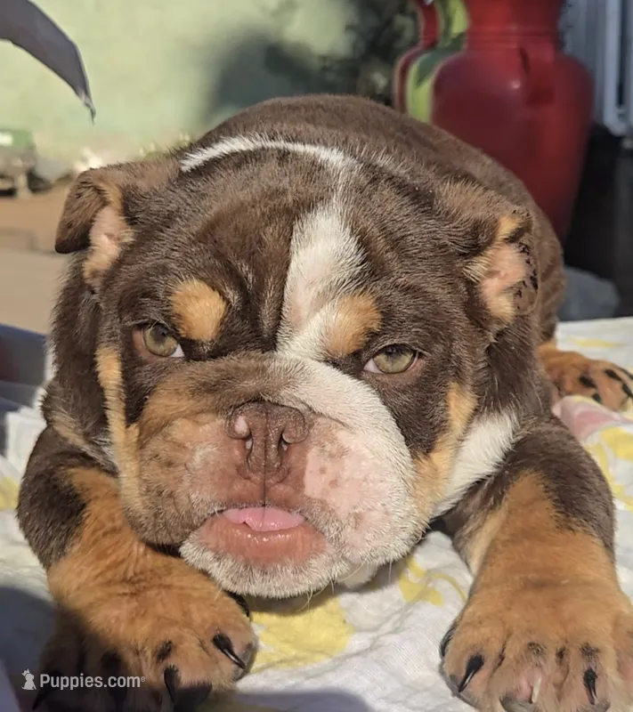 Tatus – English Bulldog puppy for sale in San Diego, CA