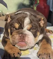 Tatus, a male English Bulldog for sale in San Diego, CA – 1 of 5