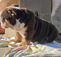 Tatus, a male English Bulldog for sale in San Diego, CA – 4 of 5