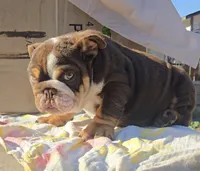Tatus, a male English Bulldog for sale in San Diego, CA – 5 of 5