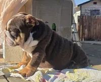 Tatus, a male English Bulldog for sale in San Diego, CA – 2 of 5