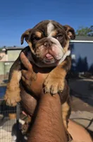 Tatus, a male English Bulldog for sale in San Diego, CA – 3 of 5