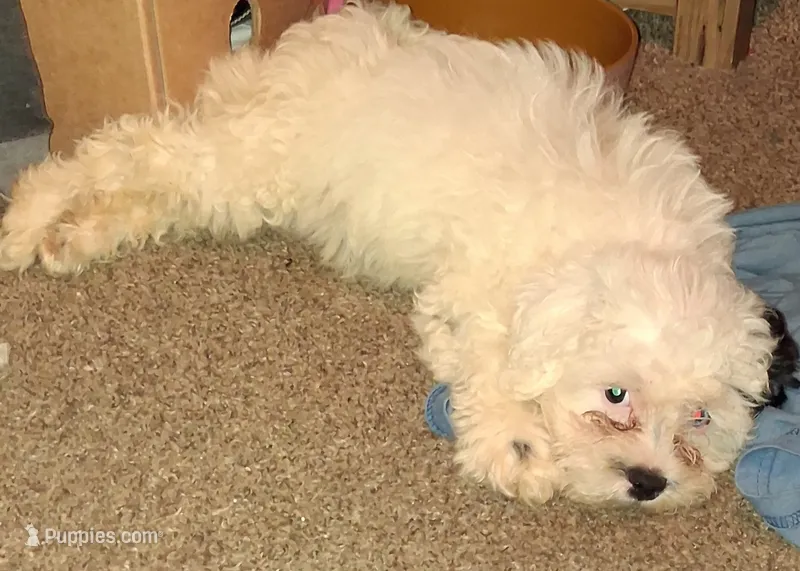 Star – Shihpoo puppy for sale in Rochester, IN