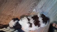 Cowie, a male Shihpoo for sale in Rochester, IN – 3 of 3