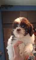 Pirate, a male Shihpoo for sale in Rochester, IN – 2 of 3