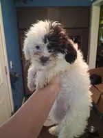 Silver, a female Shihpoo for sale in Rochester, IN – 2 of 2