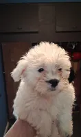 Star, a female Shihpoo for sale in Rochester, IN – 2 of 3