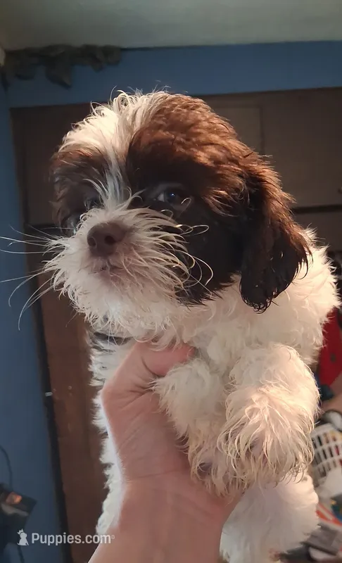 Pirate – Shihpoo puppy for sale in Rochester, IN