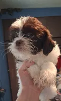 Pirate, a male Shihpoo for sale in Rochester, IN – 1 of 3