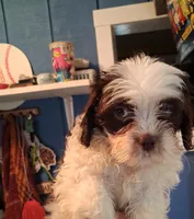 Cowie, a male Shihpoo for sale in Rochester, IN – 2 of 3