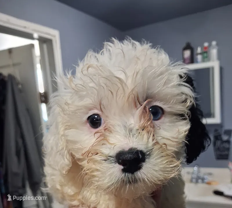 Star – Shihpoo puppy for sale in Rochester, IN