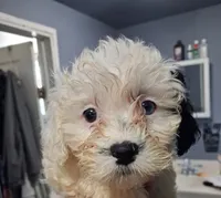 Star, a female Shihpoo for sale in Rochester, IN – 1 of 3