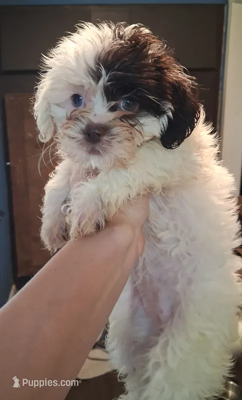 Silver – Shihpoo puppy for sale in Rochester, IN